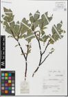 Foto von Salix glabra Scop.
